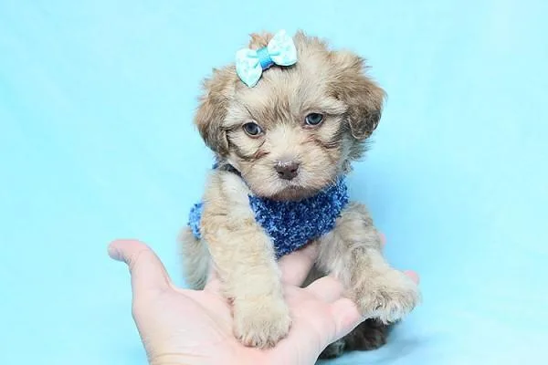 Malshi (Teddy Bear) Puppies For Sale By Breeder