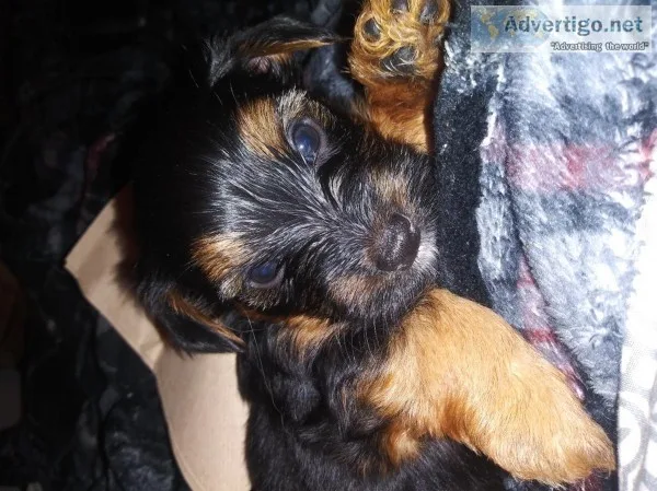 Yorkipoo