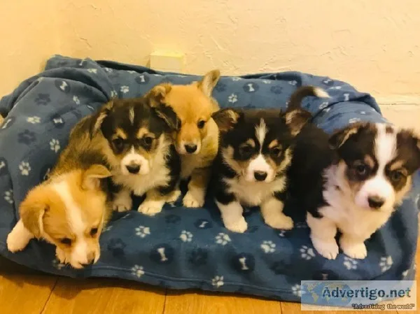 Kc Registered Corgi Boys