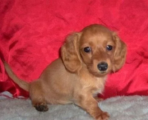  Dachshund Female puppy  