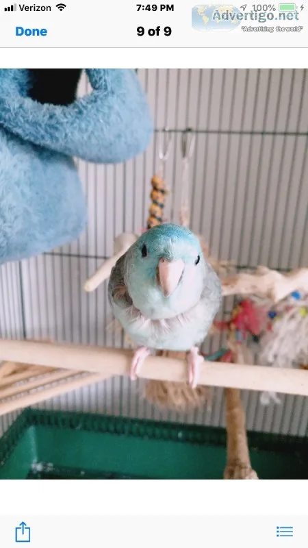 Lineolated  parakeet
