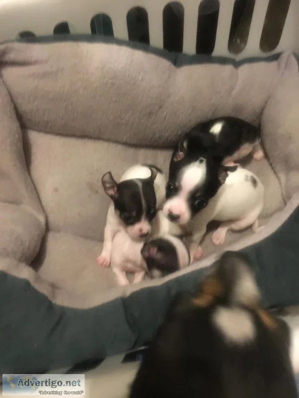 Chihuahua puppies