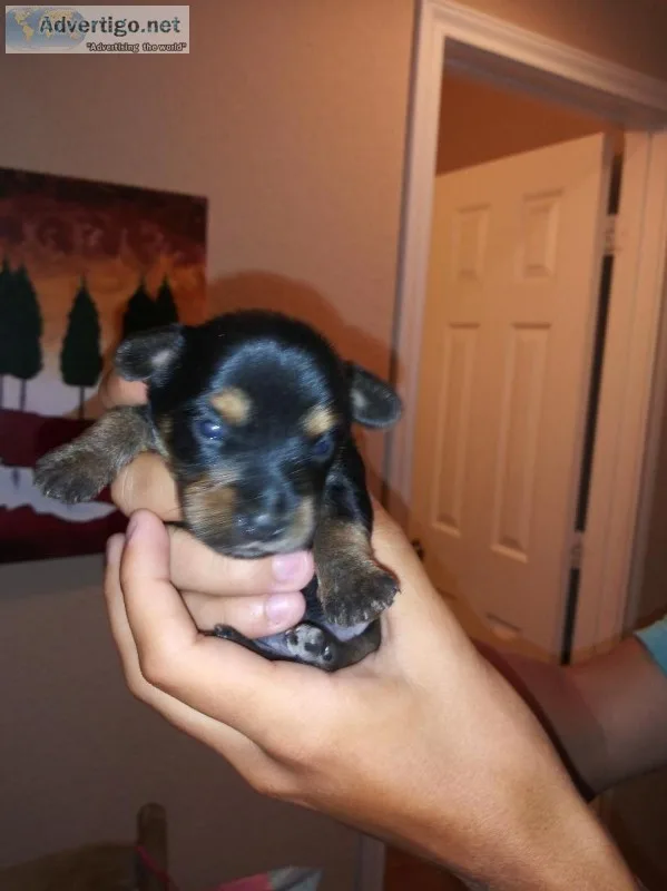 Mini Yorkie