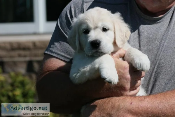 Golden Retriever Puppies
