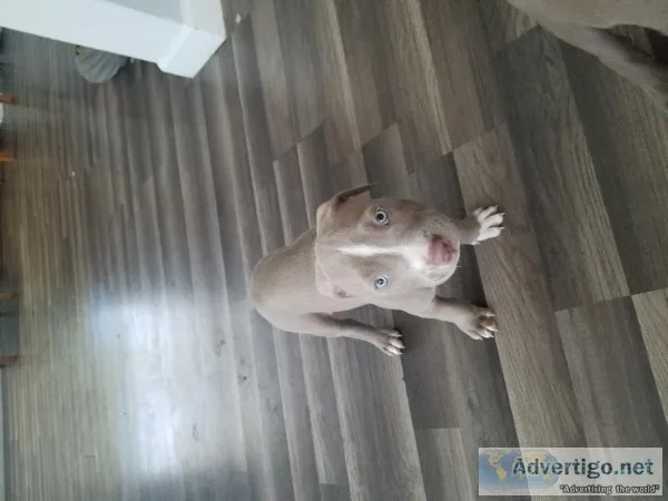 Pit bull puupies