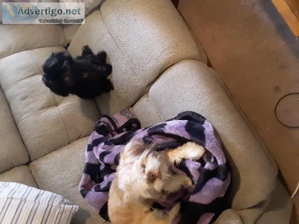 Shih tzu pups