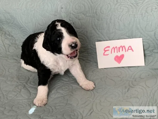 Standard Poodle Puppies