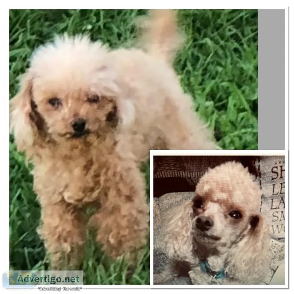 LOST FEMALE TOY POODLE - 9 YRS - 7 INCHES