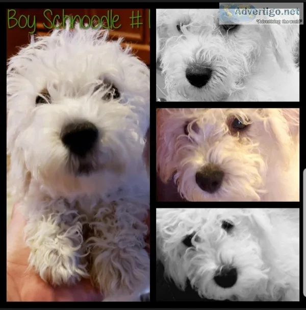Schnoodle boys
