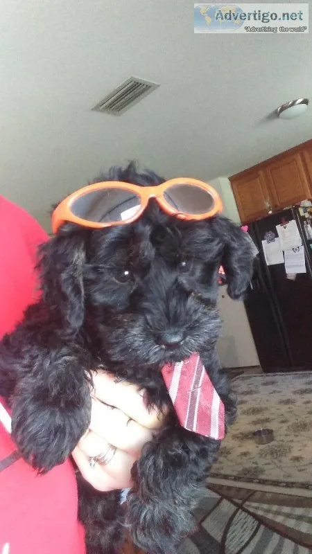 Miniature Schnauzers