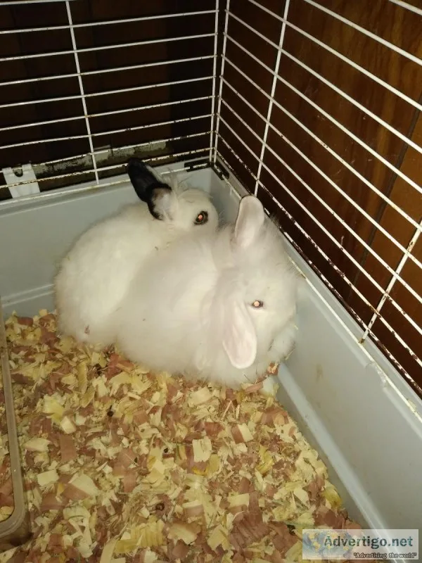 Bunny with cage