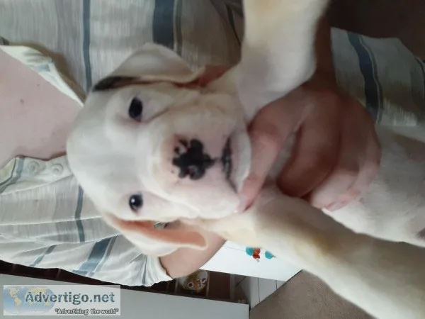 Boxer puppy