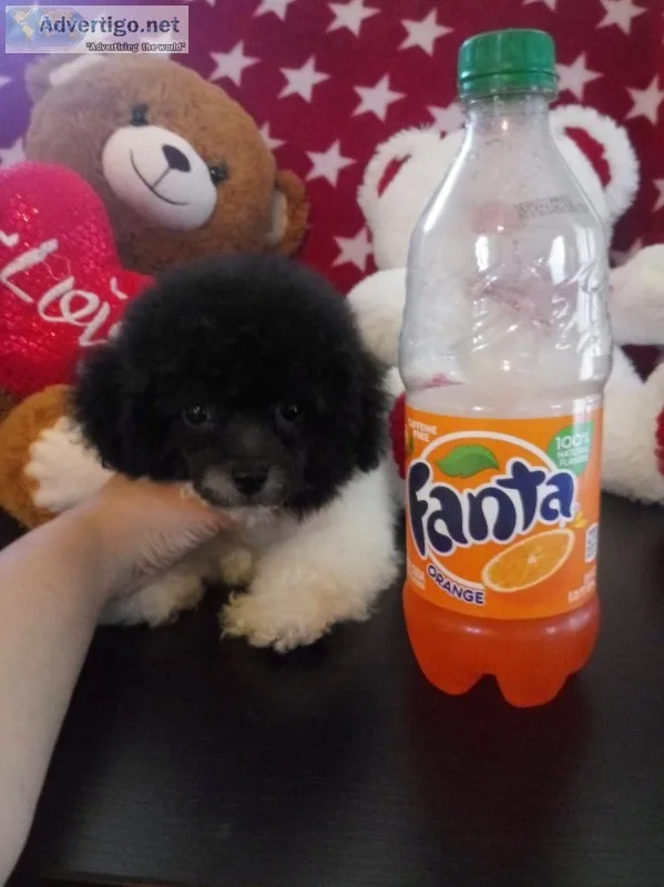 Teacup Poodle male shots and papers
