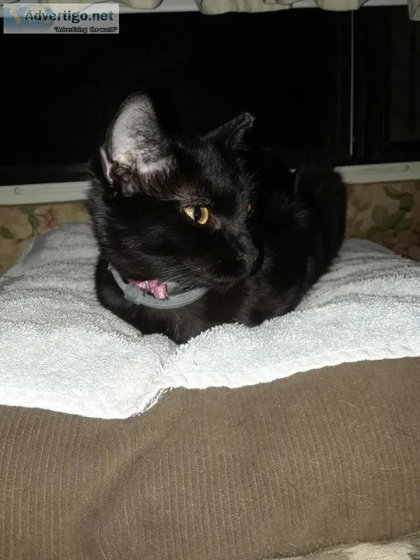 JET BLACK KITTEN