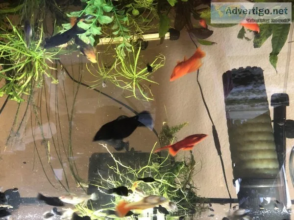 Need homes for parakeets and fish
