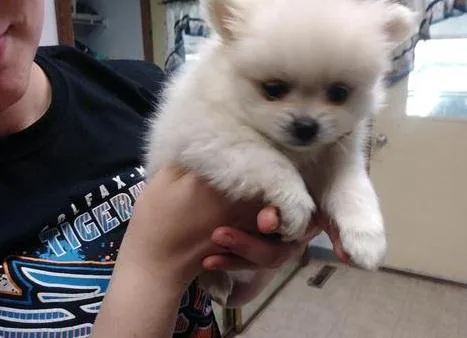 Practical Pomeranian Pups Avail.