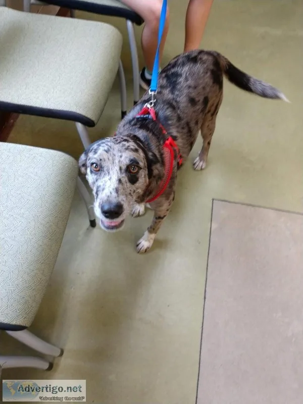 Louisiana Catahoula