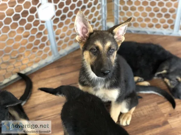 German Shepherd pups