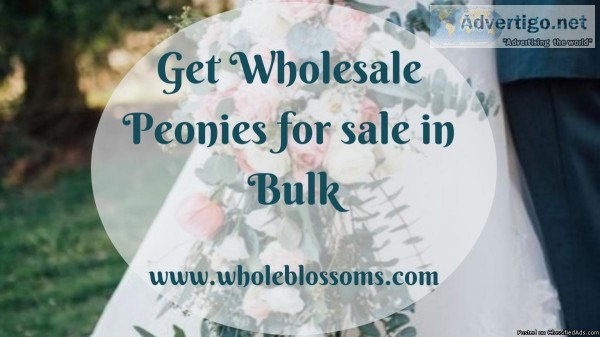 Buy Peonies Online in Bulk from Whole Blossoms
