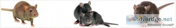Commercial and Residential Pest Control in Laxmi Nagar Delhi