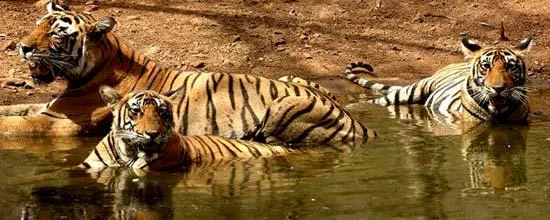 Indian jungle safari tours- Tiger safari