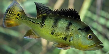 Miami Fishing Charters Prices