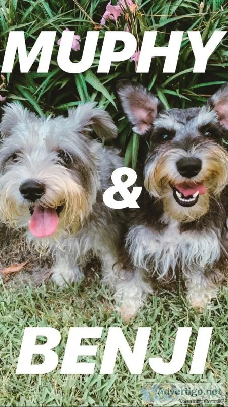 Miniature Schnauzer