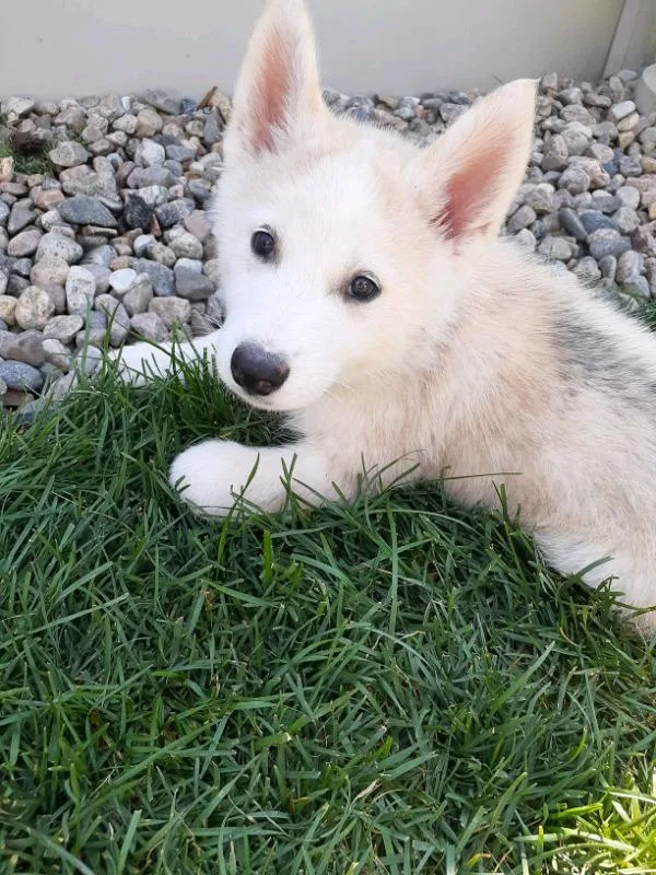 Husky