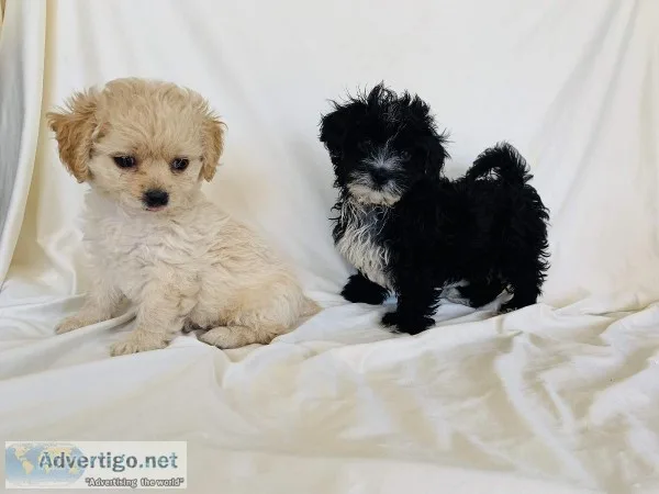 Adorable Puppies