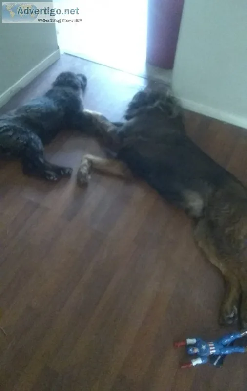 2 Tibetan Mastiff
