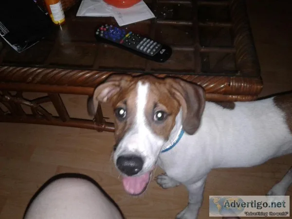 Puppy