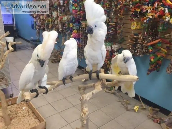 UMBRELLA COCKATOOS 4 REHOMING