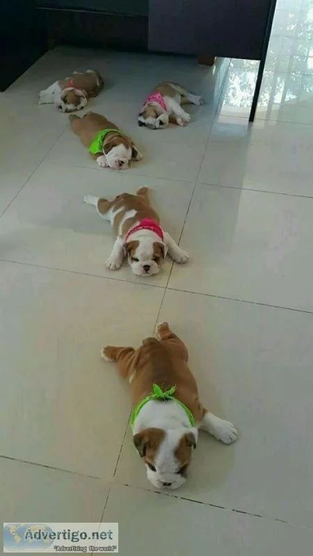 Free pets to good home