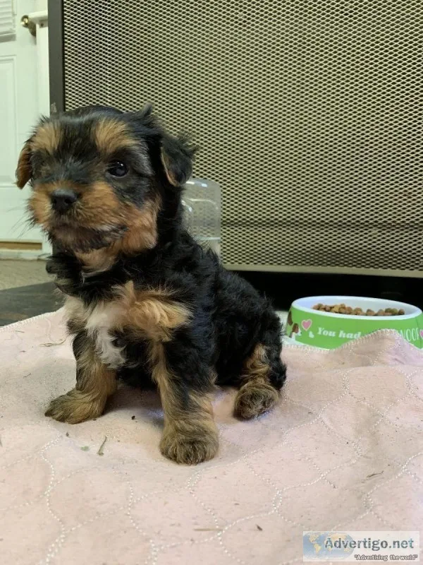 Beautiful CKC Yorkie Puppies