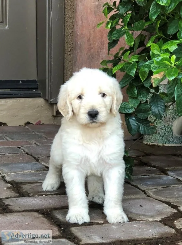Labradoodle puppies