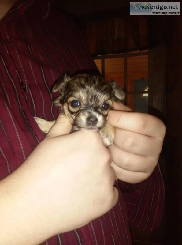 Poochi s