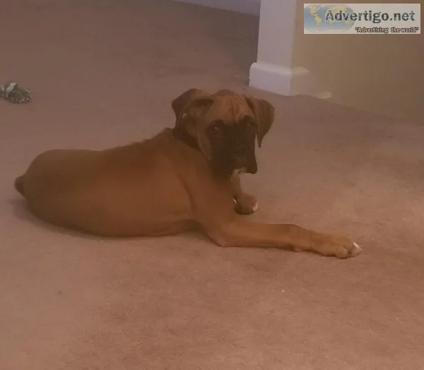 Male Boxer Puppy AKC