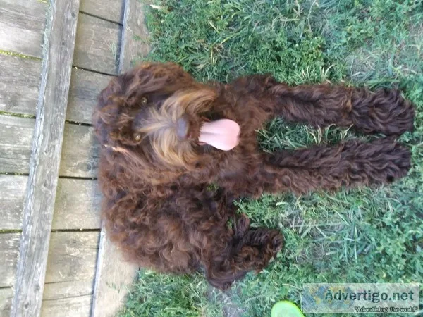 Chocolate Labradoodles