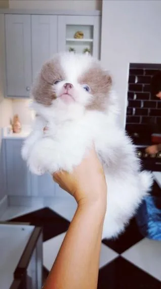 Adorable Pom Pups aKc Reg