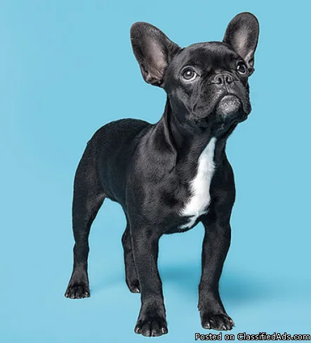 Puppy Training in Okotoks