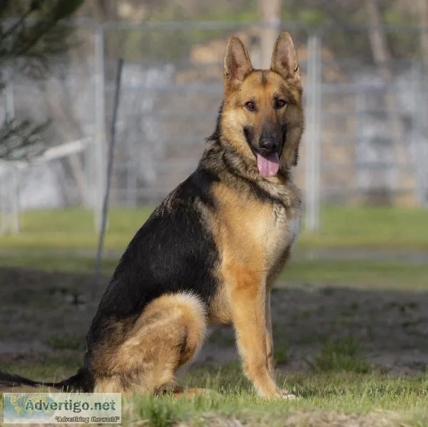 Max - Trained German Shepherd Male - Family andor Protection Dog