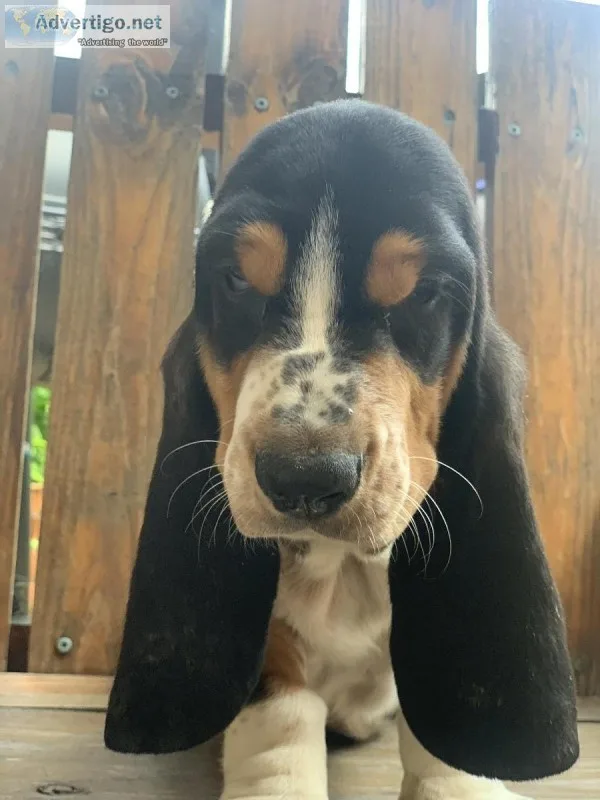 AKC BASSET HOUND PUPPY