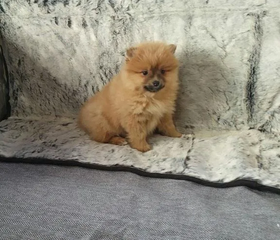 AKC Pomeranian puppies