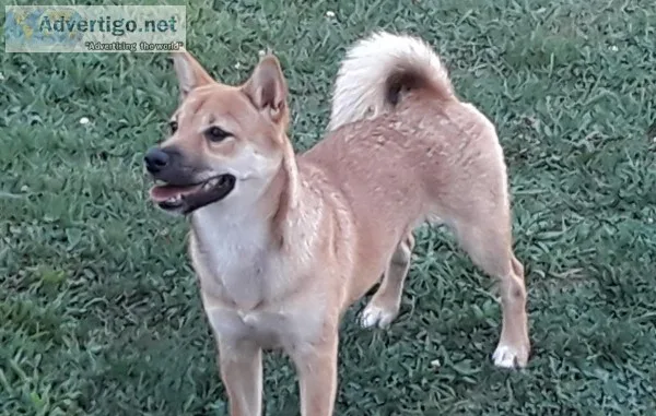 Shiva inu