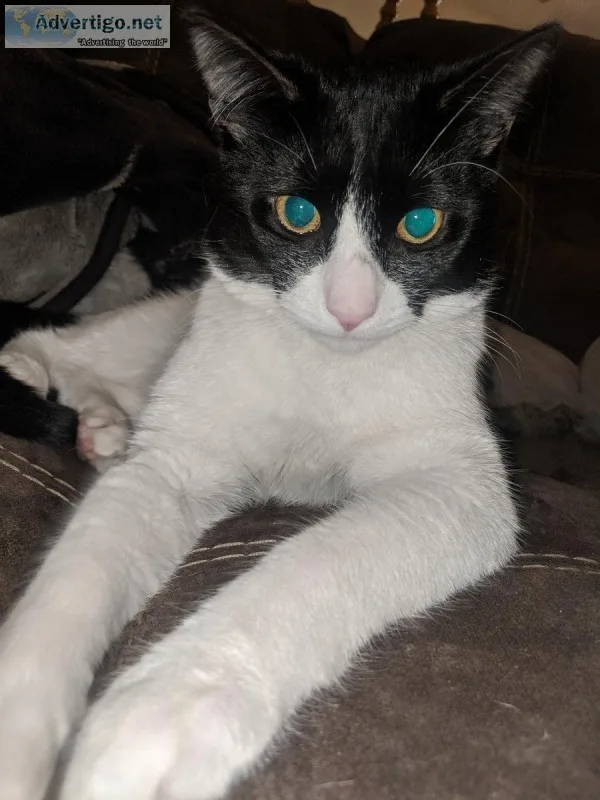 1 year old cat