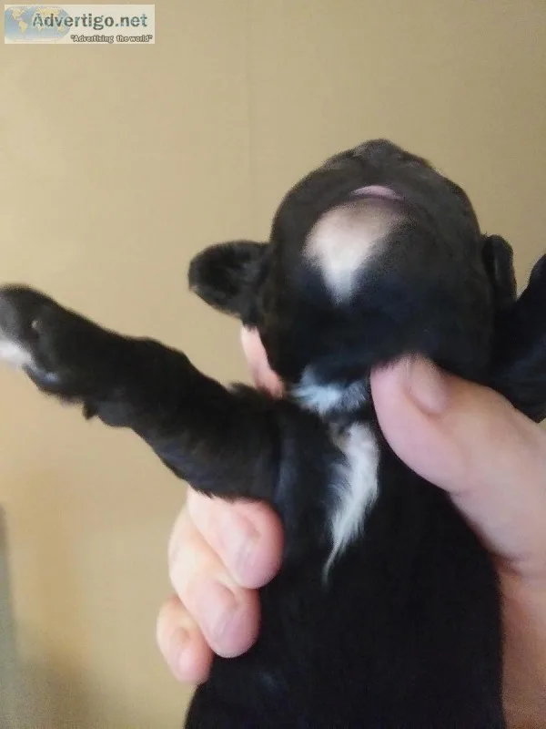 AKC MINIATURE POODLES