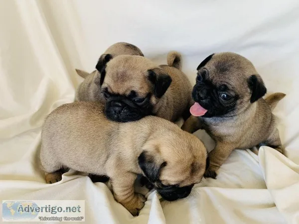 Stunning Pug Puppies
