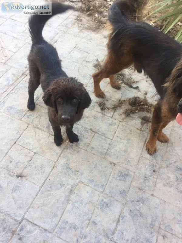 Tibetan Mastiff boy and a girl