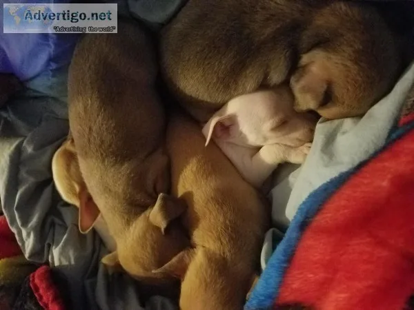 Chihuahua