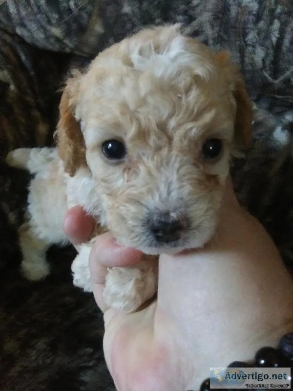 ACA SMALL MINIATURE POODLES